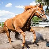 thumbnail for publication: A Primer on Genetic Testing for Horse Owners and Breeders